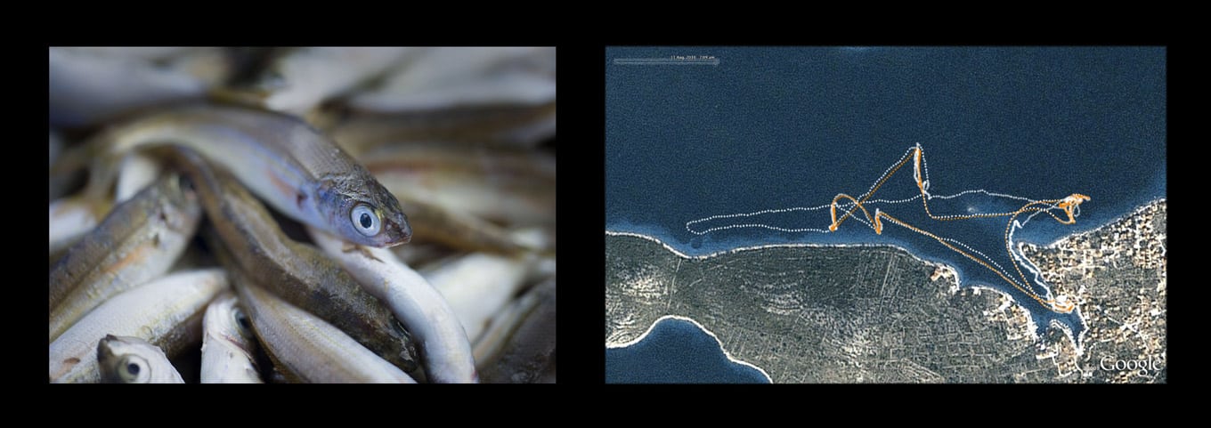 SubArtFishStill Pelagic saltwave Fisheman's handwriting